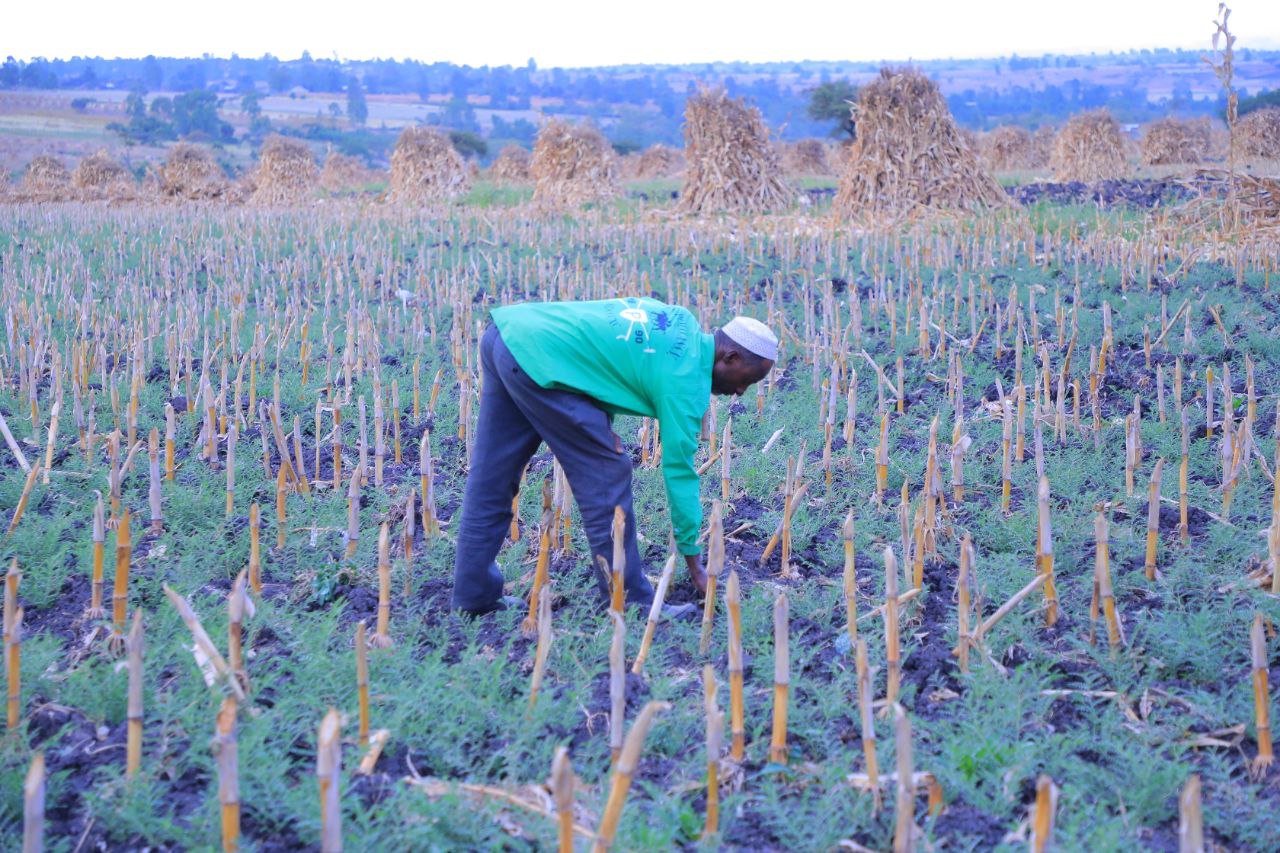 በፀደይ እርጥበት የተዘራው የሽምብራ ሰብል በጥሩ ሁኔታ ላይ የሚገኝ መሆኑን ተገለፀ።